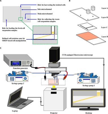 The Combination of Immunomagnetic Bead-Based Cell Isolation and Optically Induced Dielectrophoresis (ODEP)-Based Microfluidic Device for the Negative Selection-Based Isolation of Circulating Tumor Cells (CTCs)